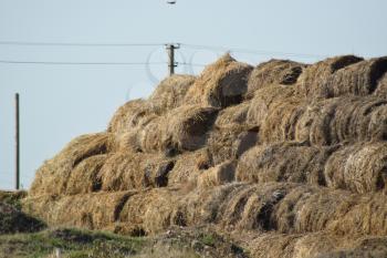 The Haystacks in the field. Summer haymaking.