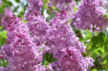 Bombyliidae and bee on lilac. Beautiful purple lilac flowers outdoors. Lilac flowers on the branches