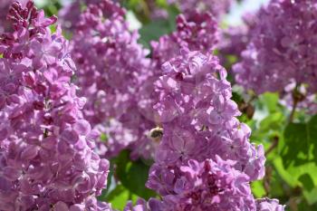 Shaggy fly on lilac colors. insect pollinator.