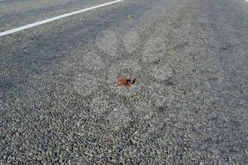 Yellow leaf on asphalt. A season - fall.