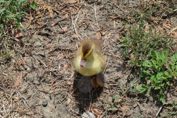 Ducklings of a musky duck. Three-day ducklings walk on a lawn.