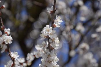 Blooming wild apricot in the garden. Spring flowering trees. Pollination of flowers of apricot.