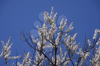 Blooming wild apricot in the garden. Spring flowering trees. Pollination of flowers of apricot.