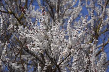 Blooming wild apricot in the garden. Spring flowering trees. Pollination of flowers of apricot.