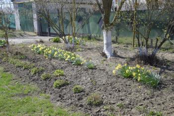 Flowers daffodil yellow. Spring flowering bulb plants in the flowerbed.