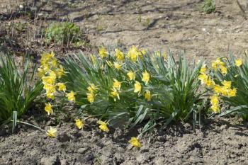 Flowers daffodil yellow. Spring flowering bulb plants in the flowerbed.