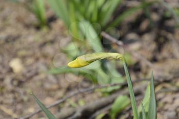 Flowers daffodil yellow. Spring flowering bulb plants in the flowerbed.