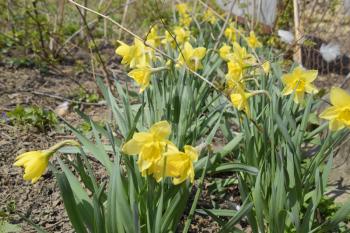 Flowers daffodil yellow. Spring flowering bulb plants in the flowerbed.