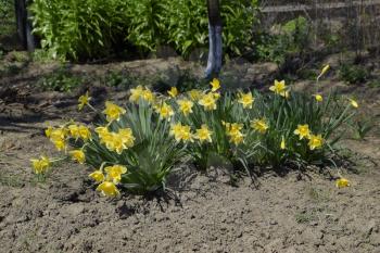 Flowers daffodil yellow. Spring flowering bulb plants in the flowerbed.