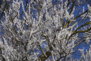 Blooming wild apricot in the garden. Spring flowering trees. Pollination of flowers of apricot.