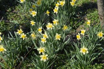 Flowers daffodil yellow. Spring flowering bulb plants in the flowerbed.