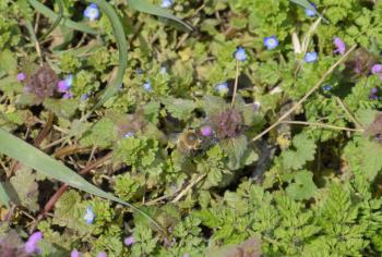 A bee pollinates a purple flower. Spring flowering glade.