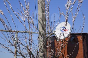Krasnodar, Russia - 04 April 2017: Plate satellite dish satellite tricolor tv. Apricot flowers on the branches.