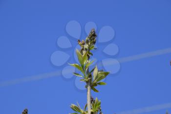 Young leaves and buds of lilac. Blossoming buds of lilac.