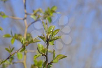 Young leaves and buds of pears. Blossoming buds of a pear.