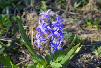 Hyacinth blooms in the garden. The hyacinth flower is blue