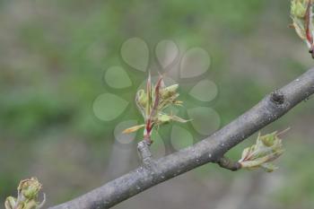 Young leaves and buds of pears. Blossoming buds of a pear.