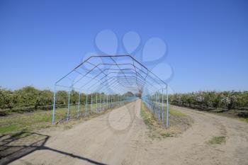 Steel gazebo for grapes over the road in the apple orchard. Fruit garden.