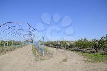 Steel gazebo for grapes over the road in the apple orchard. Fruit garden.
