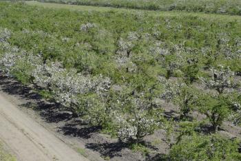 Blooming apple orchard. Adult trees bloom in the apple orchard. Fruit garden.