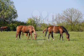 Horses graze in the pasture. Paddock horses on a horse farm. Walking horses.