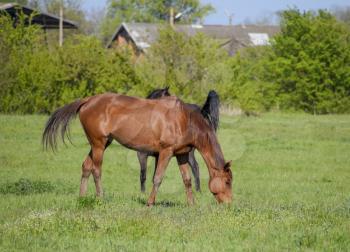 Horses graze in the pasture. Paddock horses on a horse farm. Walking horses.