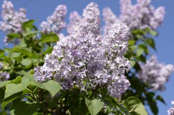 Beautiful purple lilac flowers outdoors. Lilac flowers on the branches