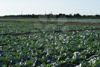 Cabbage field. Cultivation of cabbage in an open ground in the field. Month July, cabbage still the young.