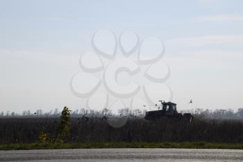 Tractor plowing a field and crows flying around him in search of food.