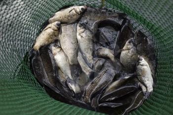 River fish in a green plastic grid in a pond. Fish catch. Carp and carp. Weed fish