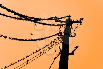 Silhouettes of swallows on wires. at sunset wire and swallows.