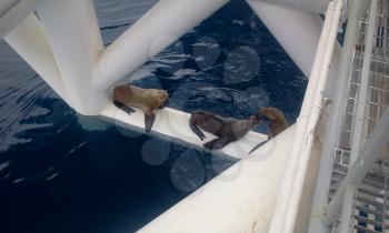 The Seals by the ship, unexpected guests.