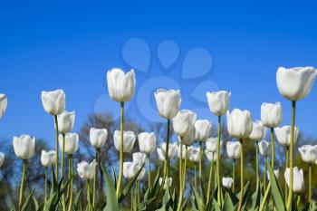 Better tulip flowers against the blue sky. A flower bed with tulips.