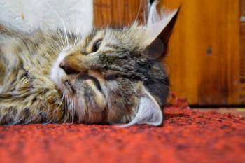 A striped cat lies on the carpet. Domestic cat