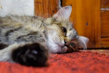 A striped cat lies on the carpet. Domestic cat