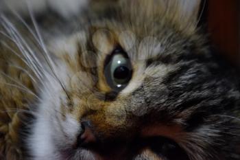 Muzzle of a striped cat. Domestic cat