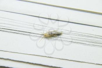 Insect feeding on paper - silverfish. Pest books and newspapers.