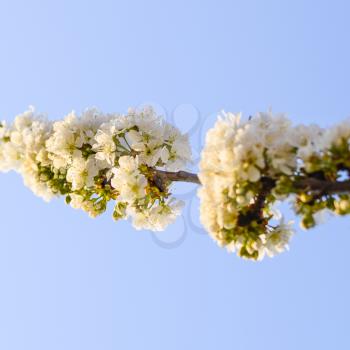 Prunus avium Flowering cherry. Cherry flowers on a tree branch.