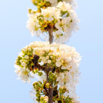 Prunus avium Flowering cherry. Cherry flowers on a tree branch.