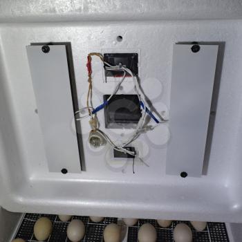 Incubator for a conclusion of chickens, ducklings and gooses. Equipment for a household. Internal device of a house incubator.
