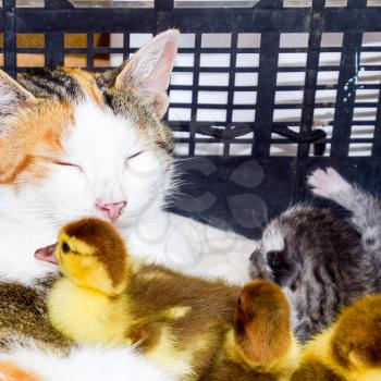 Cat foster mother for the ducklings. Cat in a basket with kitten and receiving musk duck ducklings.