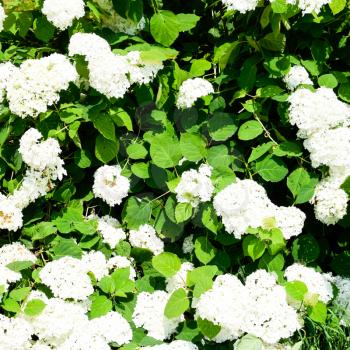 Flowers of a buldenezh. Flowers of a buldenezh