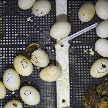 Hatching of eggs of ducklings of a musky duck in an incubator. Cultivation of poultry.