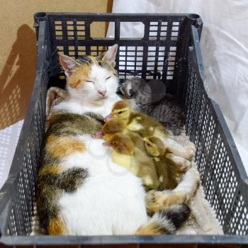 Cat foster mother for the ducklings. Cat in a basket with kitten and receiving musk duck ducklings.