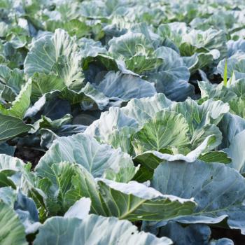 Cabbage field. Cultivation of cabbage in an open ground in the field. Month July, cabbage still the young.