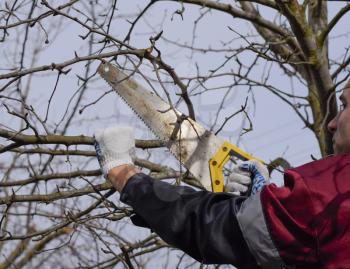 A man cuts down a tree branch with a hand garden saw. Pruning fruit trees in the garden.