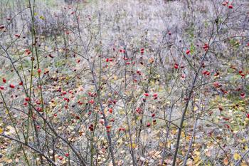 Hips bush with ripe berries. Berries of a dogrose on a bush. Fruits of wild roses. Thorny dogrose. Red rose hips