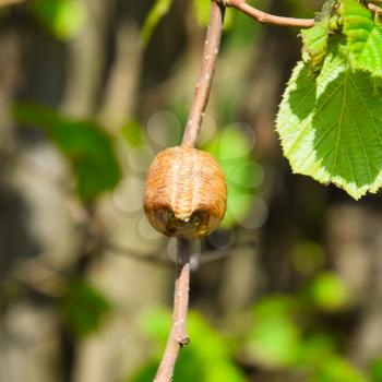 Ootheca mantis on the branches of a tree. The eggs of the insect laid in the cocoon for the winter are laid. Ooteca on a branch of hazelnut.