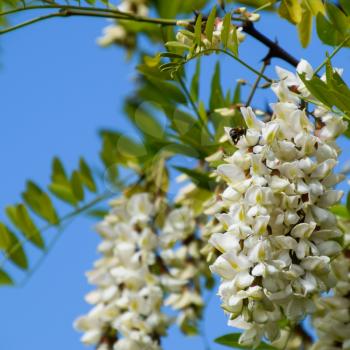 Flowering acacia white grapes. White flowers of prickly acacia, pollinated by bees.