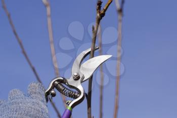 Trimming the tree with a cutter. Spring pruning of fruit trees.